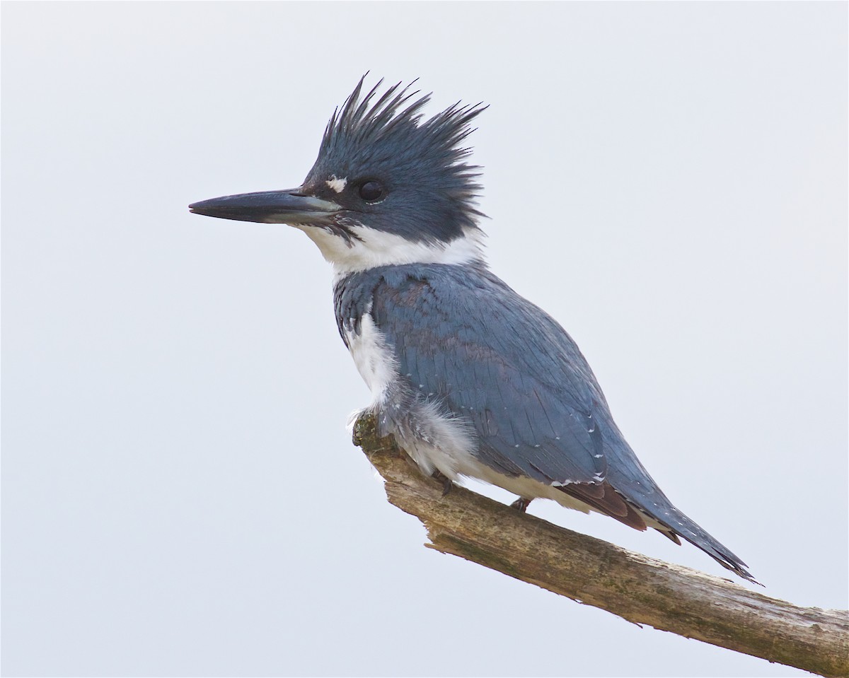 Belted Kingfisher - ML226324661