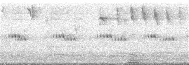 holub běloprsý - ML226324791