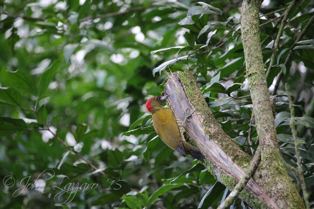 Rufous-winged Woodpecker - John  Lazzaro