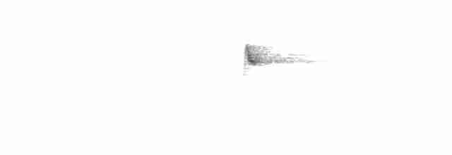 Усатая пизарита-инка - ML22632651