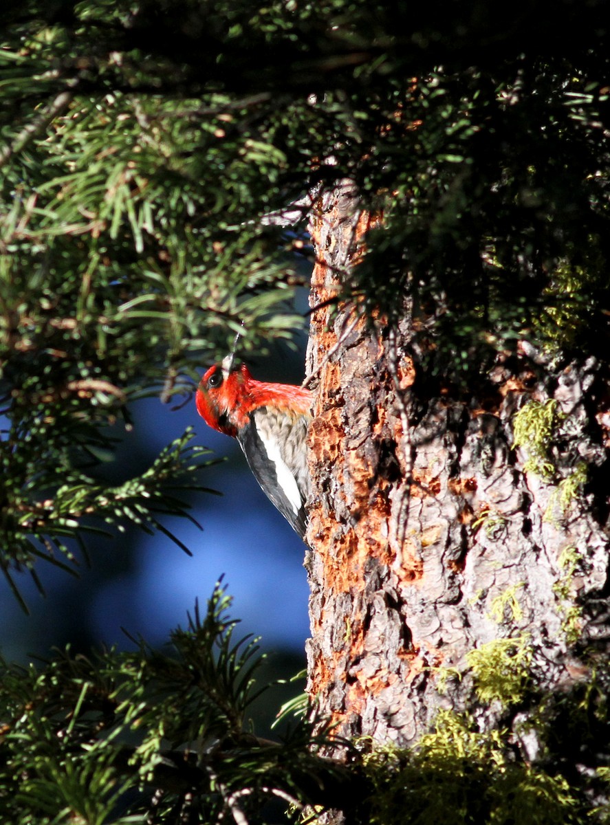 Red-breasted Sapsucker - ML22632901