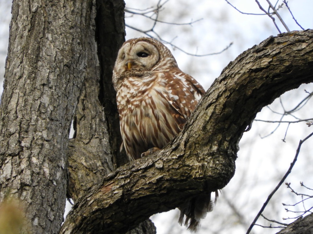 Barred Owl - Lois Rockhill