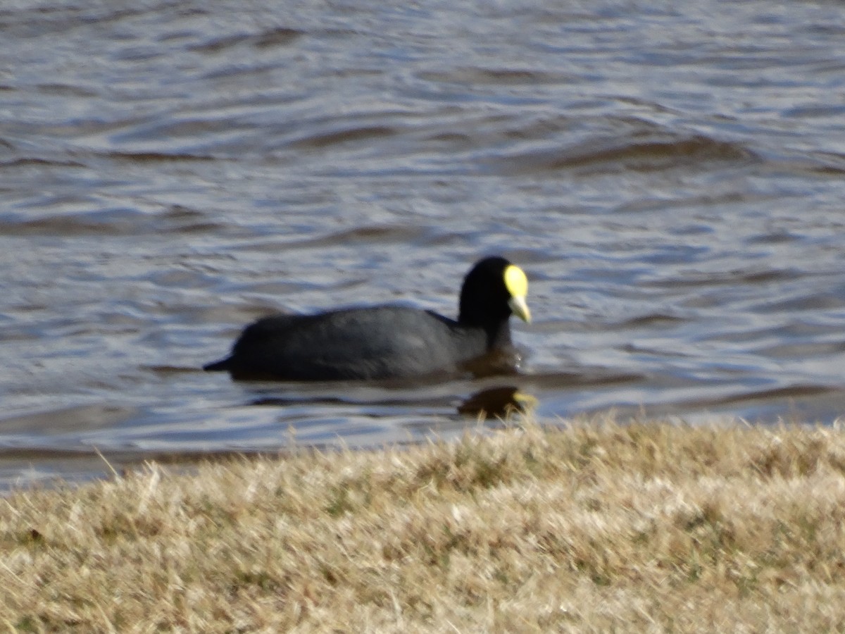 White-winged Coot - ML226332941