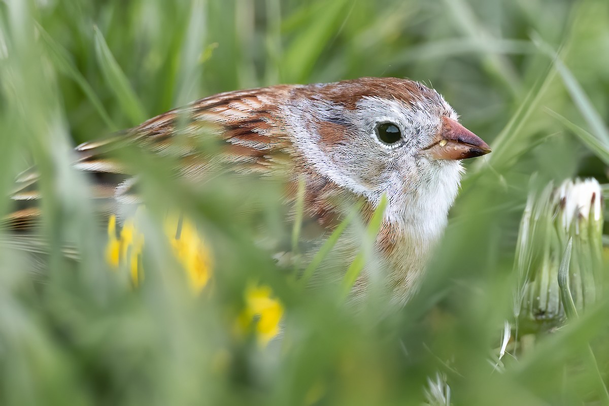 Field Sparrow - Ryan Sanderson
