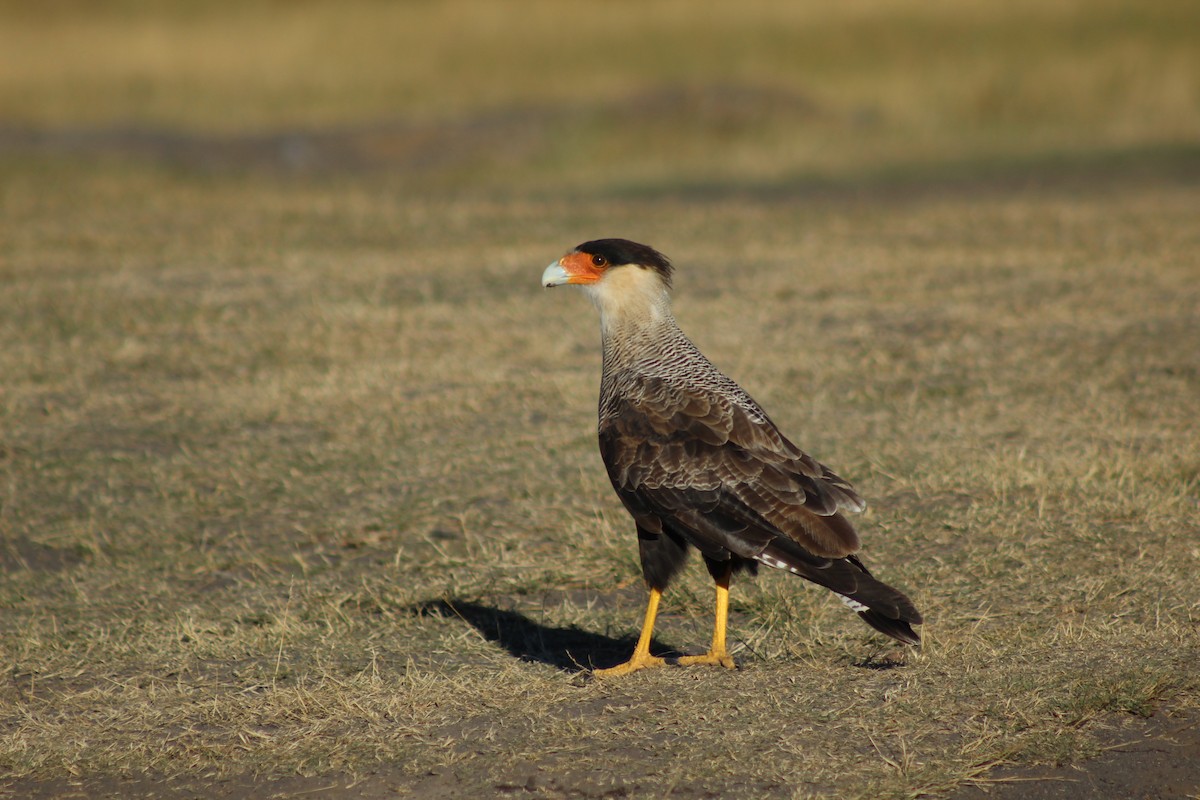 Crested Caracara (Southern) - ML226336961