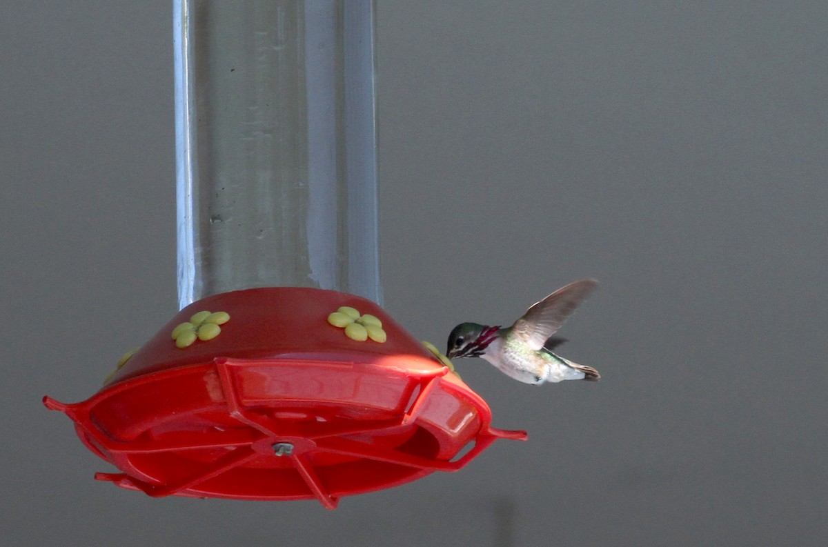Calliope Hummingbird - ML22634271