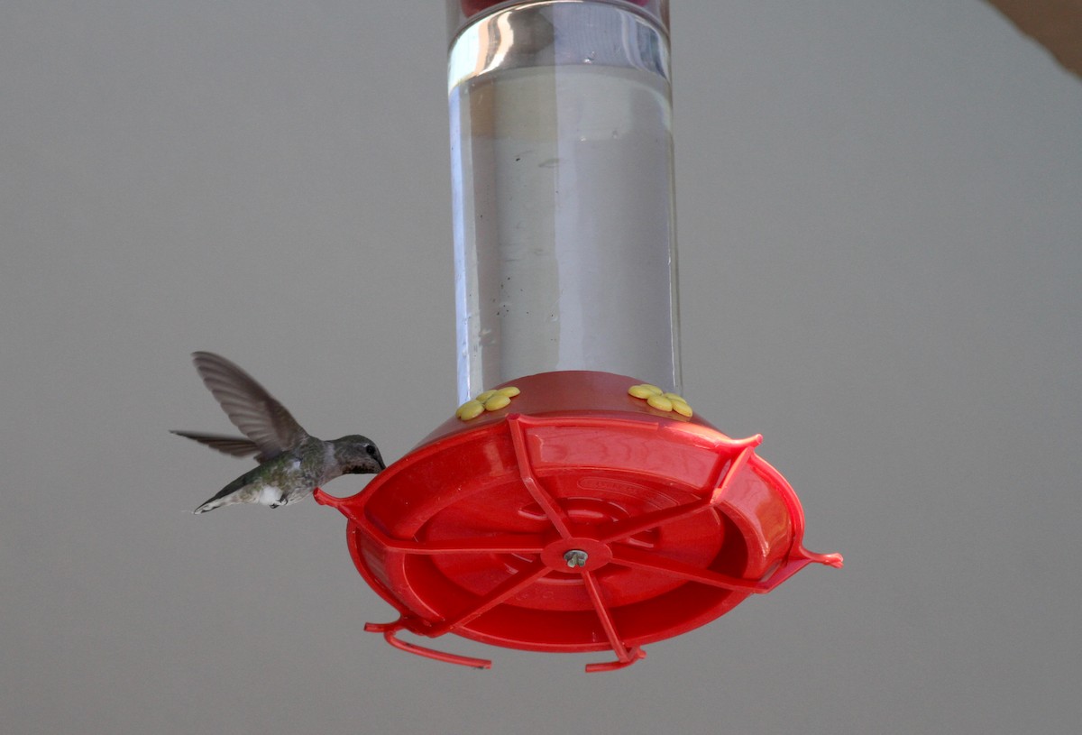 Anna's Hummingbird - ML22634301
