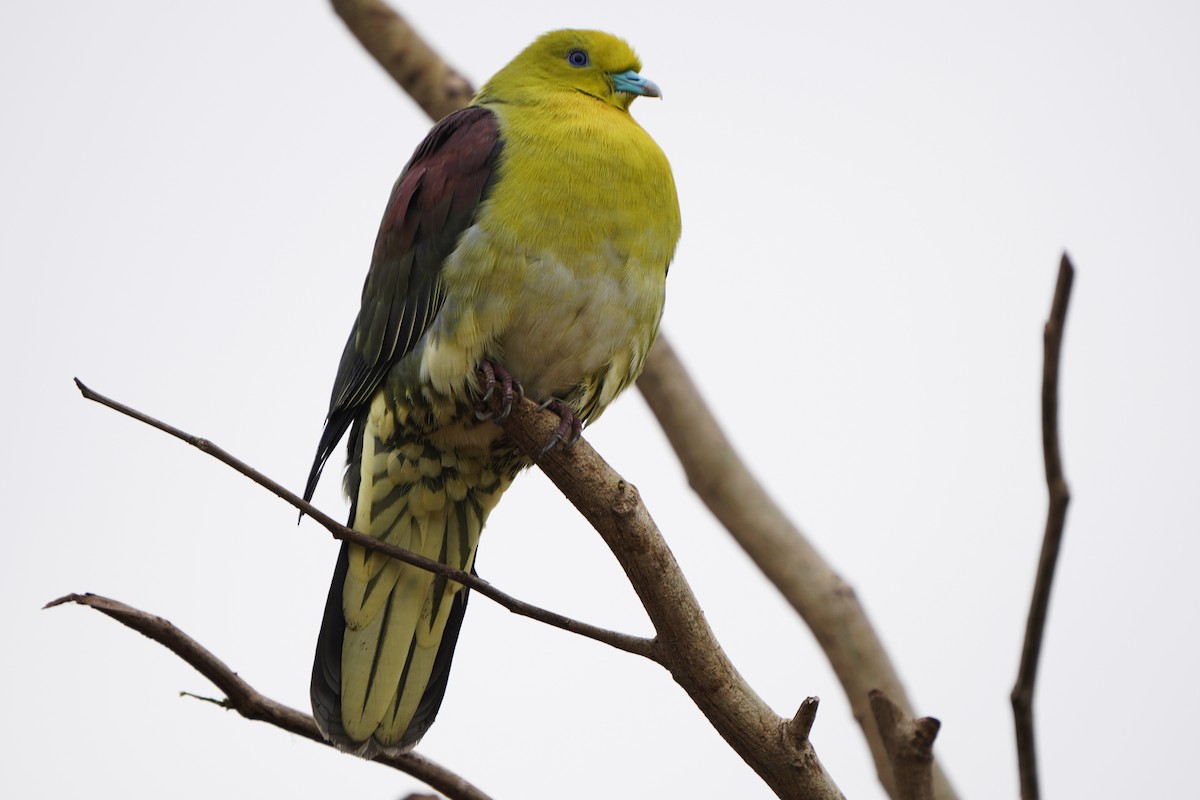 White-bellied Green-Pigeon - ML226345441