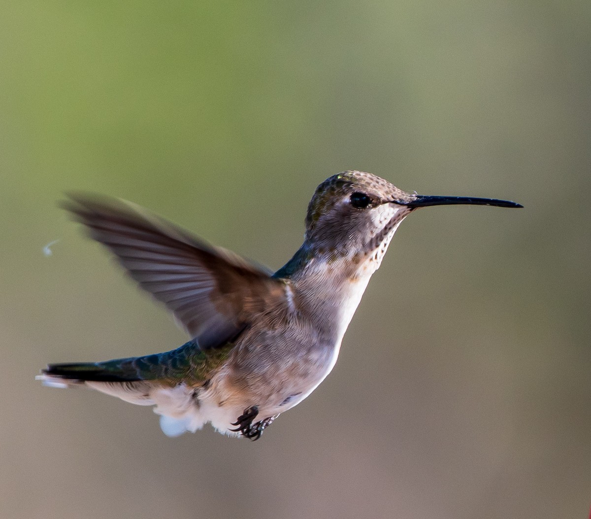 Black-chinned Hummingbird - Mary McSparen
