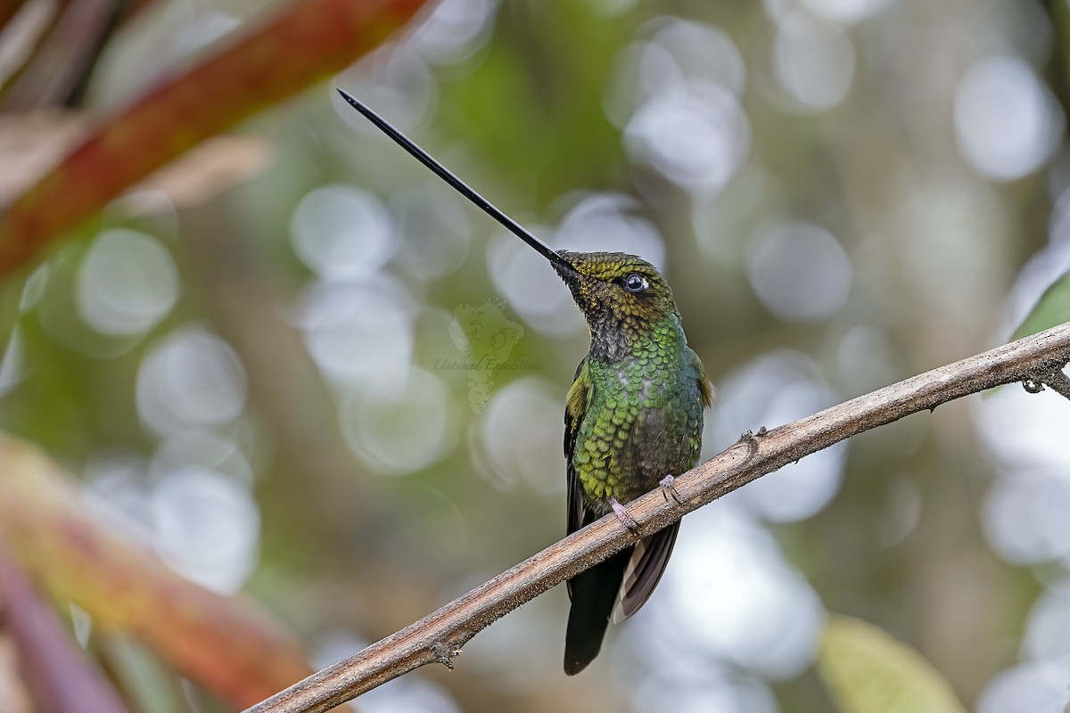 Sword-billed Hummingbird - ML226347441