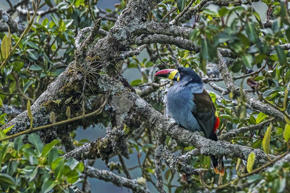 Gray-breasted Mountain-Toucan - ML226347961