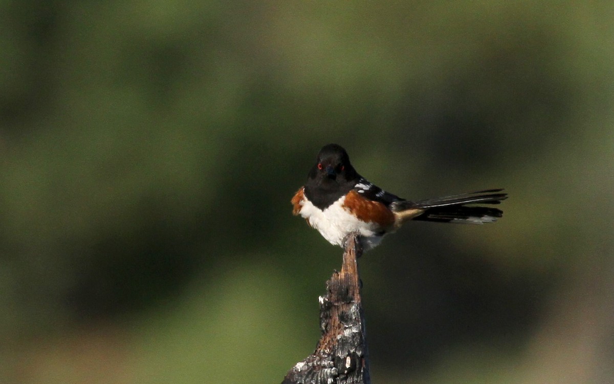 Spotted Towhee - ML22634861