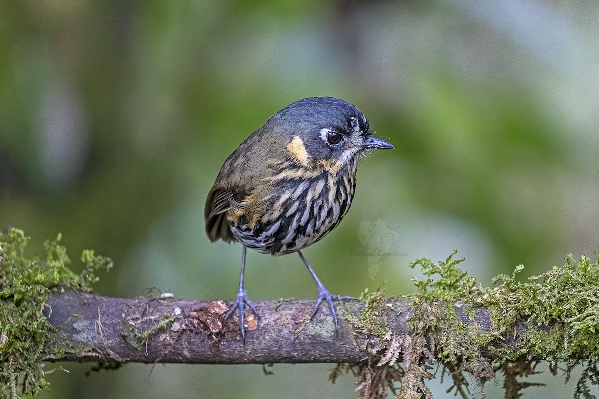 Crescent-faced Antpitta - Untamed Expeditions