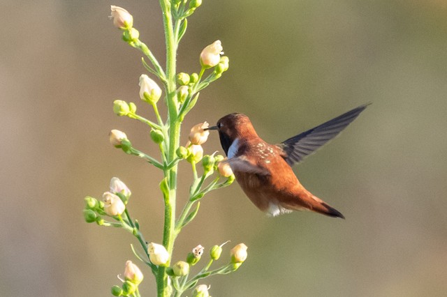 Rufous Hummingbird