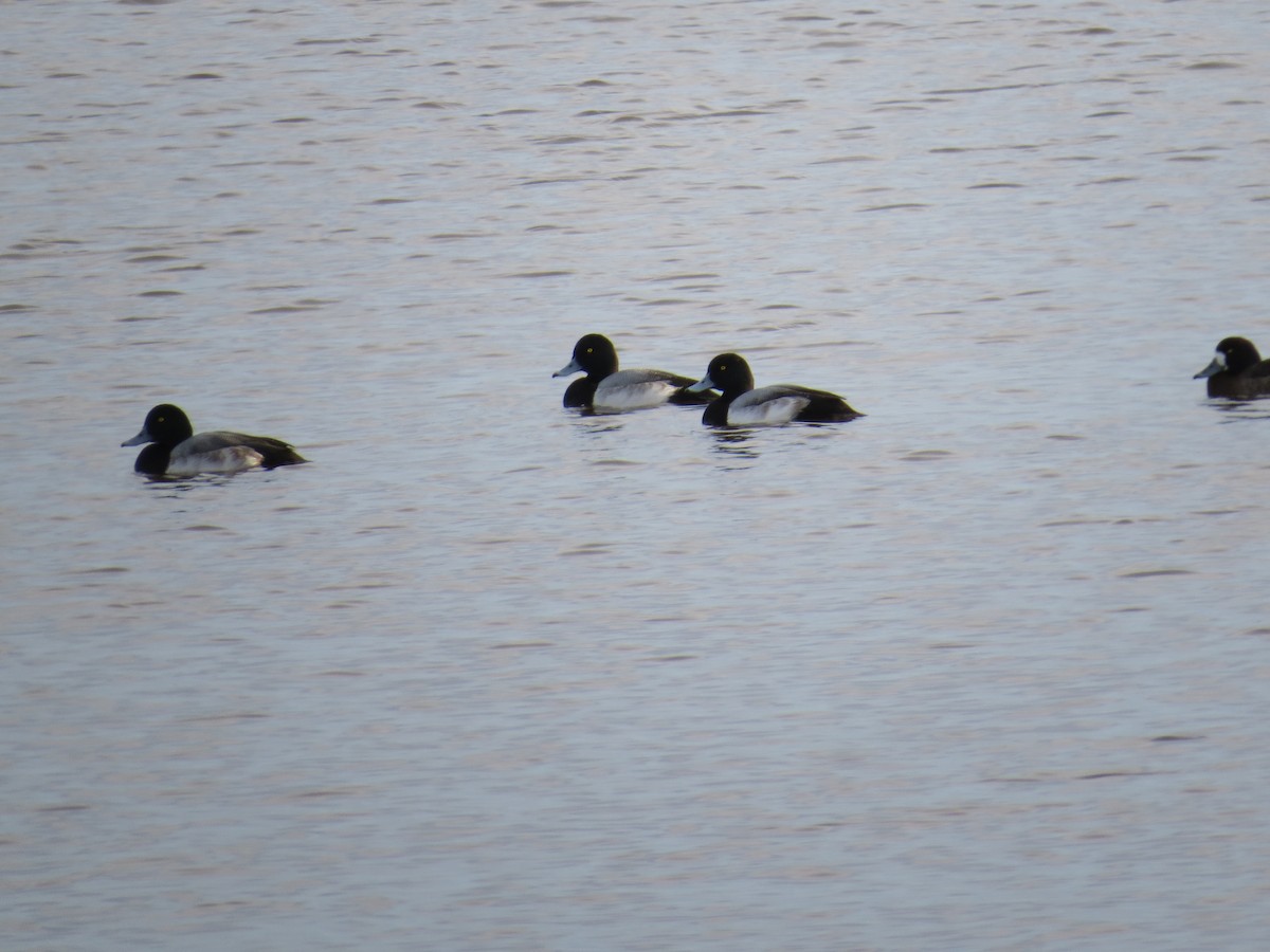 Greater Scaup - Andrew Bell