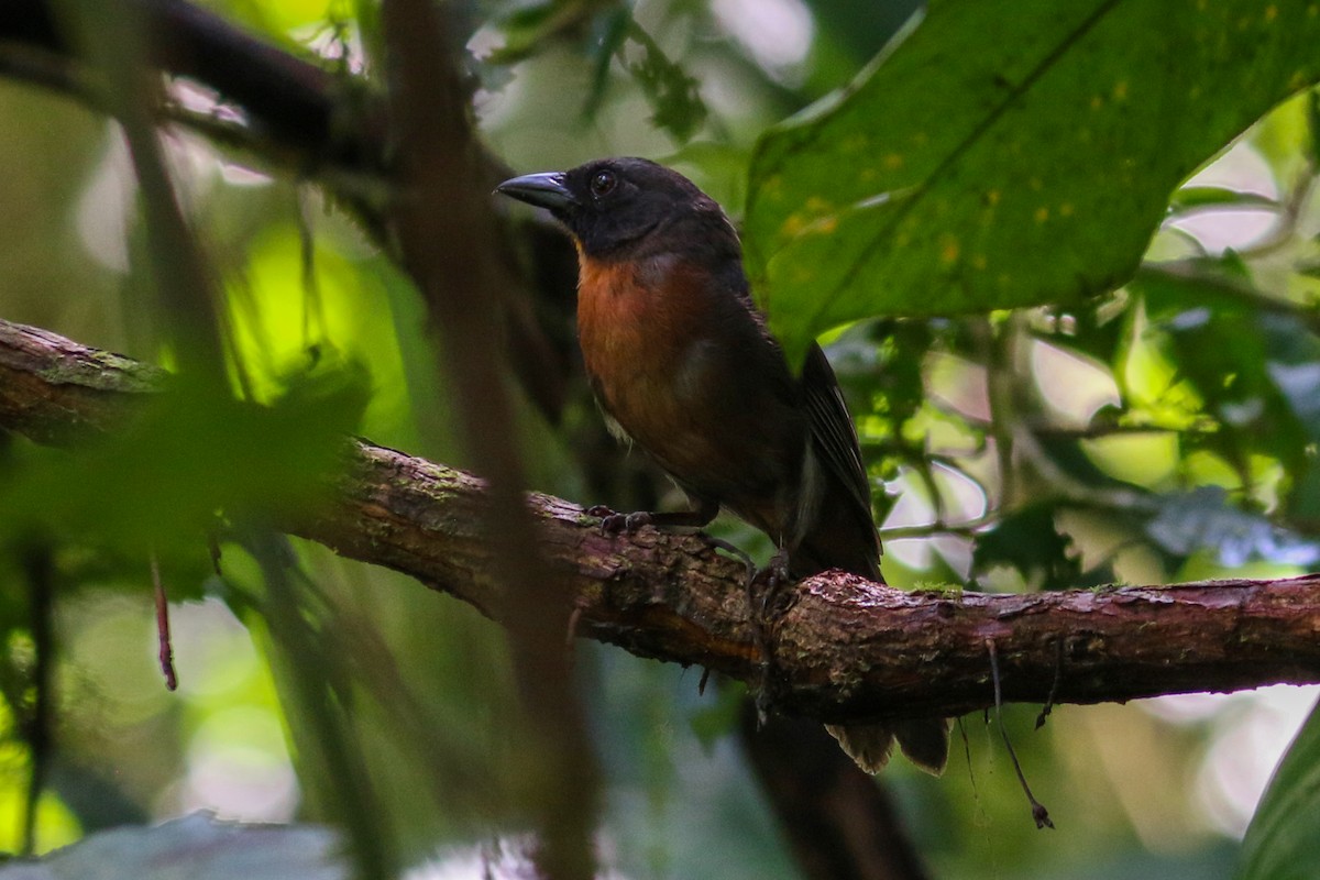 Black-cheeked Ant-Tanager - ML226357531