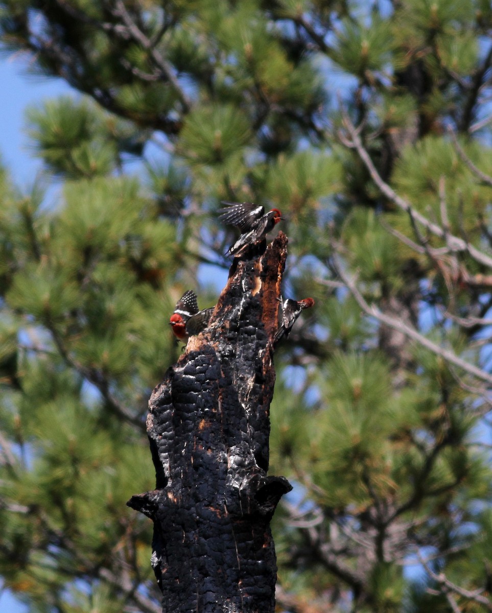 Red-breasted Sapsucker - ML22635801