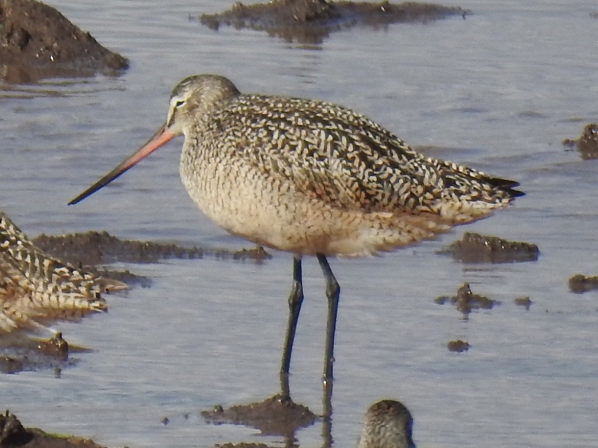 Marbled Godwit - Daron Patterson