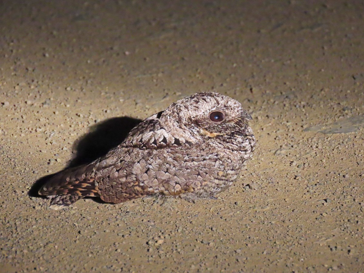 Common Poorwill - Tom Edell