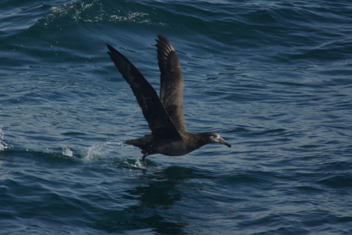 Black-footed Albatross - ML226373821