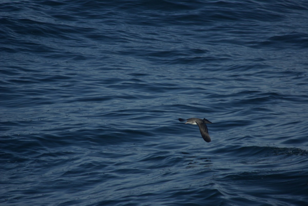 Pink-footed Shearwater - ML226374261