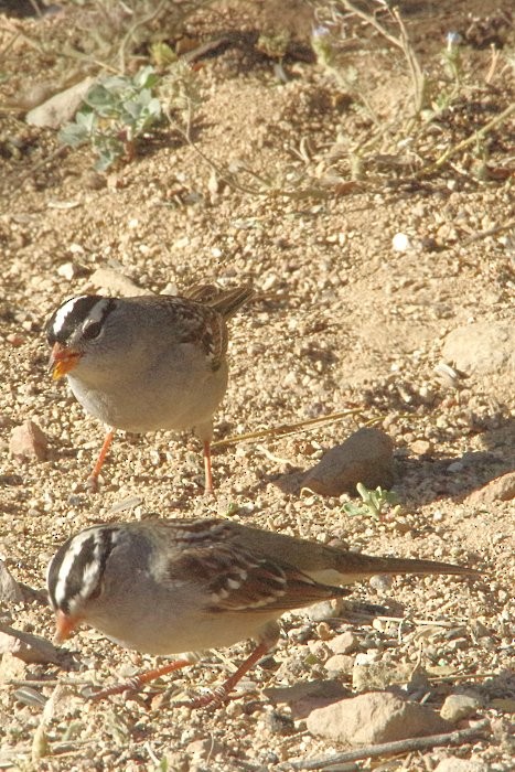 White-crowned Sparrow - ML226374421