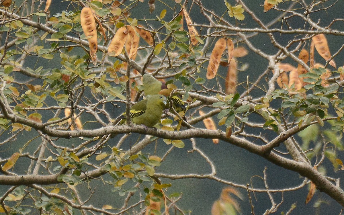 Gray-fronted Green-Pigeon - ML226376521