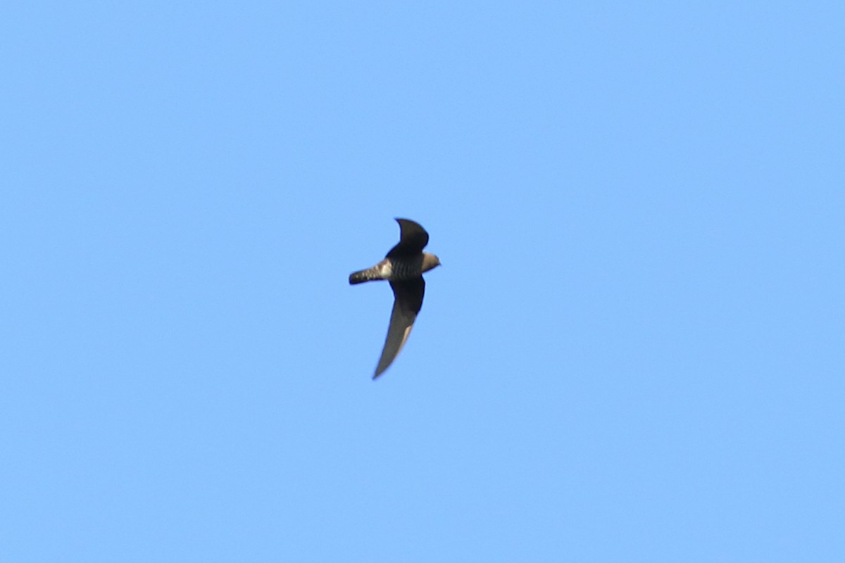 Spot-fronted Swift - ML226376531
