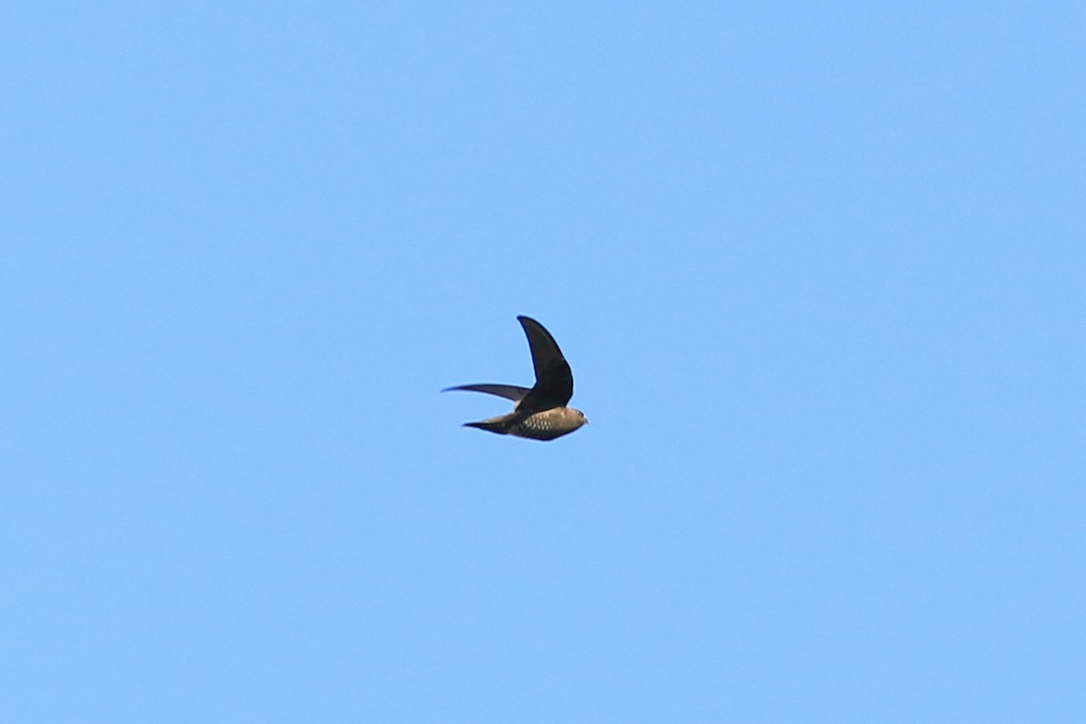 Spot-fronted Swift - ML226376541