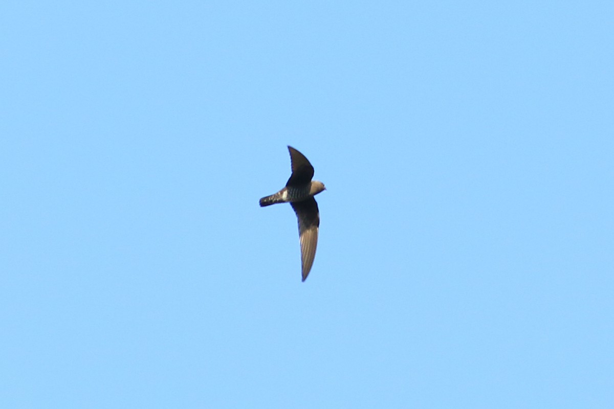 Spot-fronted Swift - ML226376551