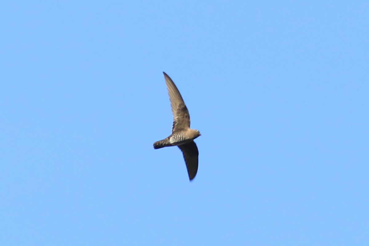 Spot-fronted Swift - ML226376571