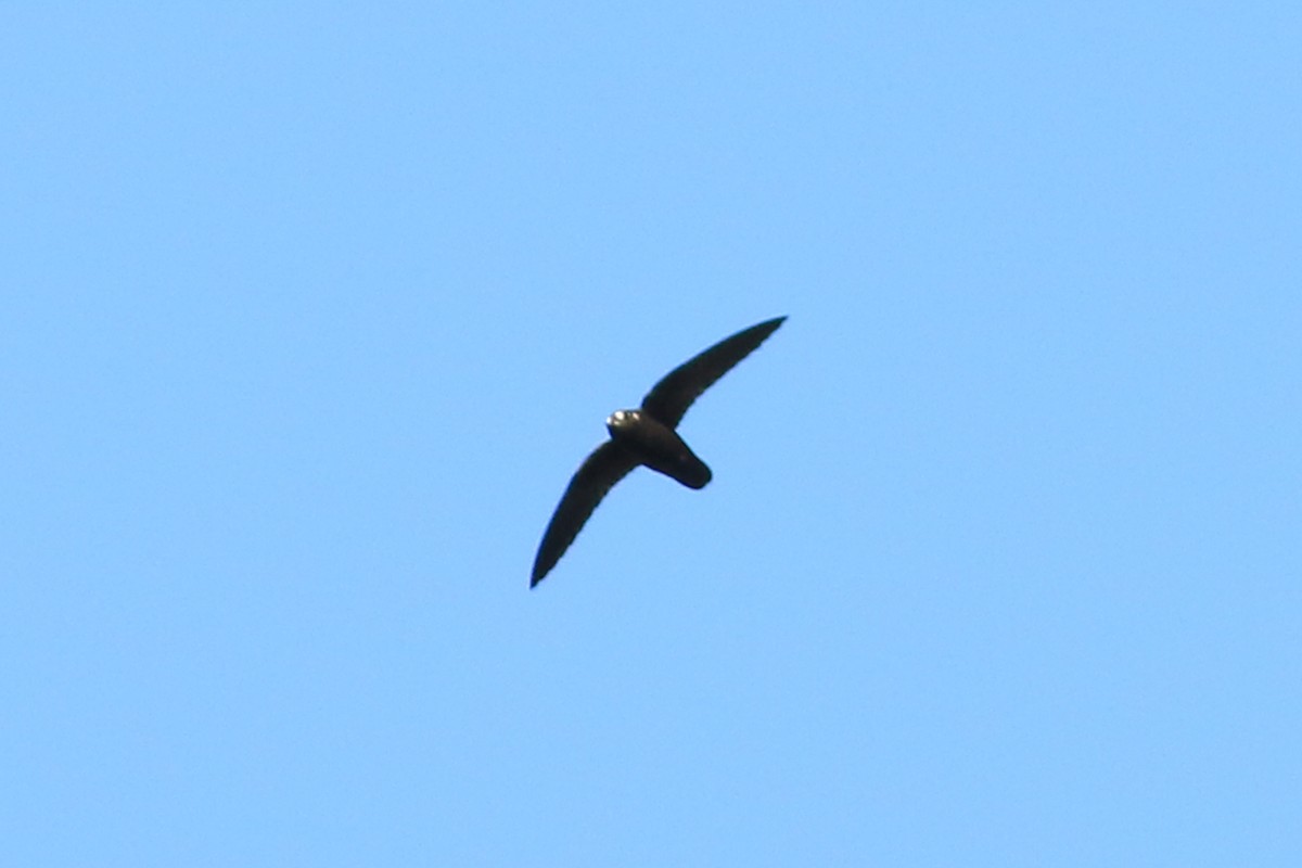 Spot-fronted Swift - ML226376691