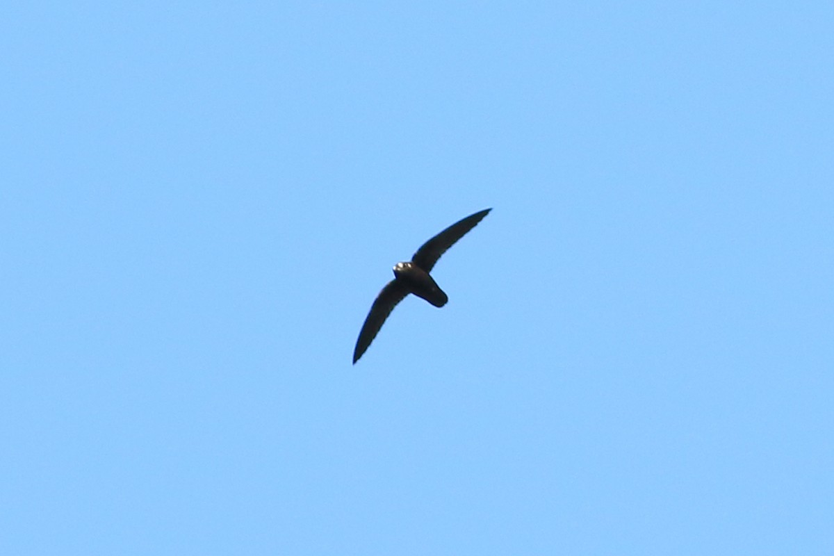Spot-fronted Swift - ML226376701