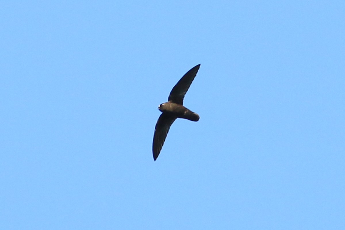 Spot-fronted Swift - ML226376711