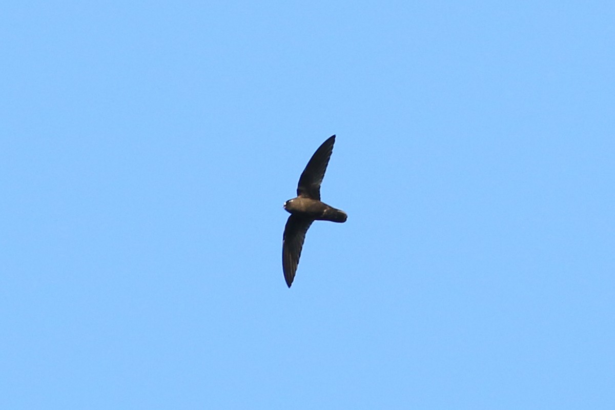 Spot-fronted Swift - ML226376731