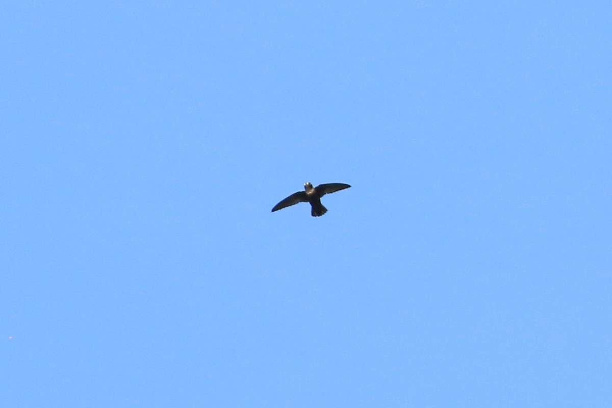 Spot-fronted Swift - ML226376921