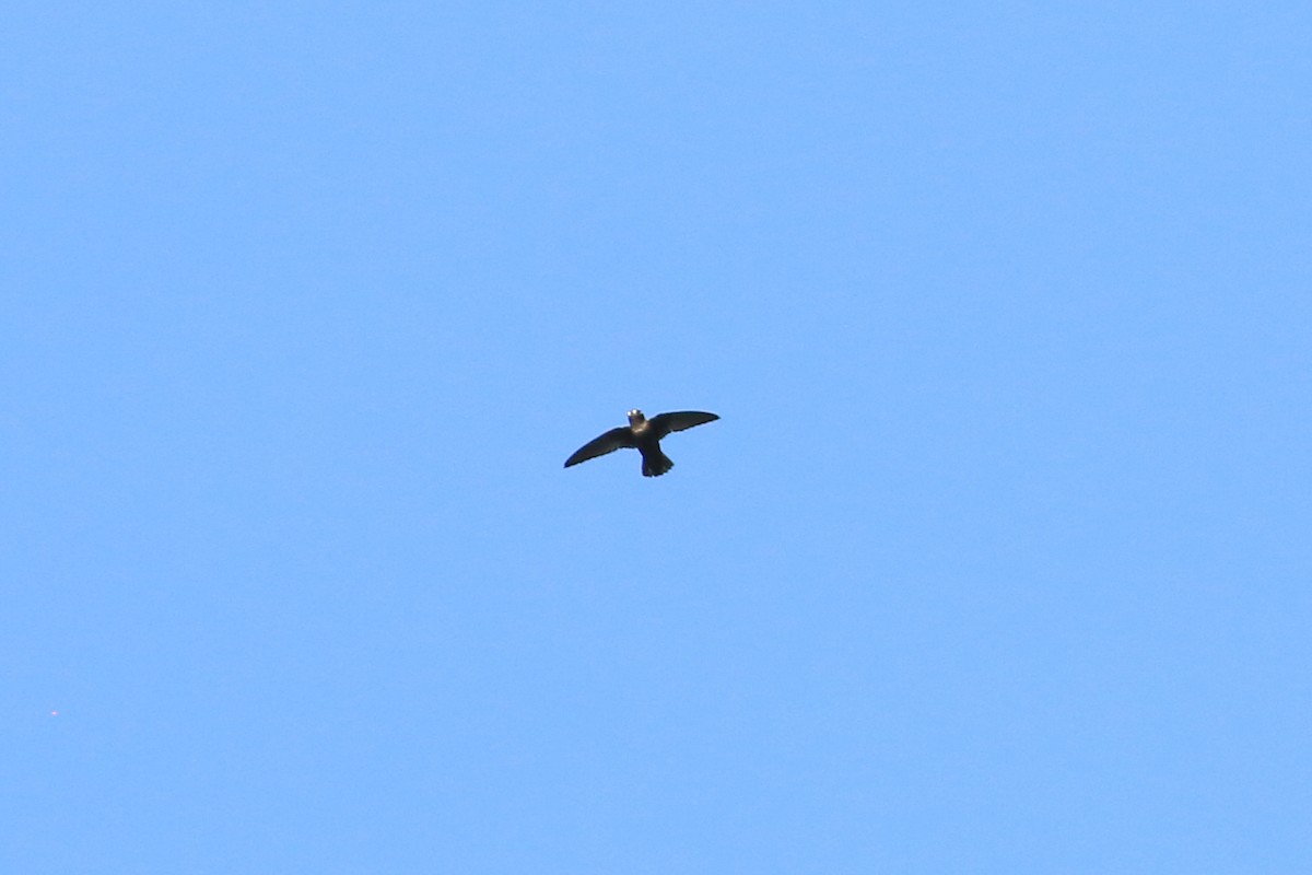 Spot-fronted Swift - ML226376931