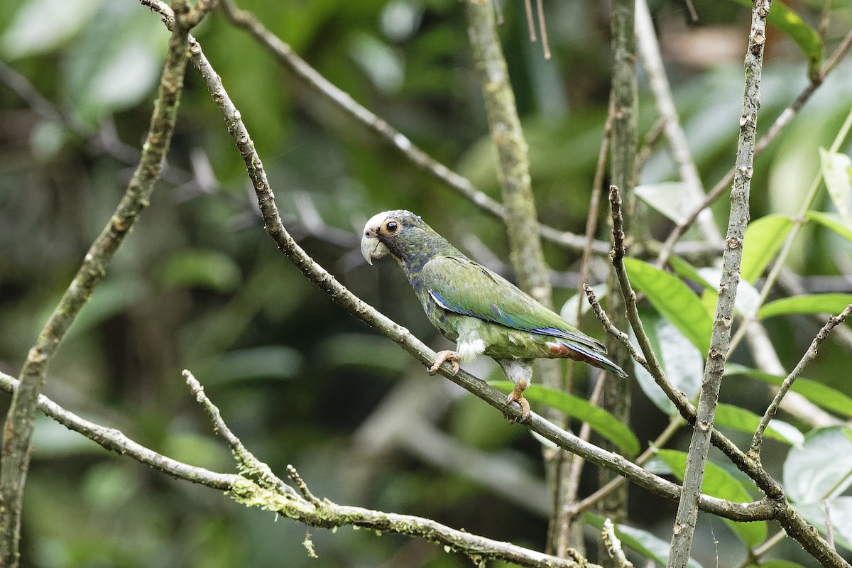 White-crowned Parrot - ML226378661