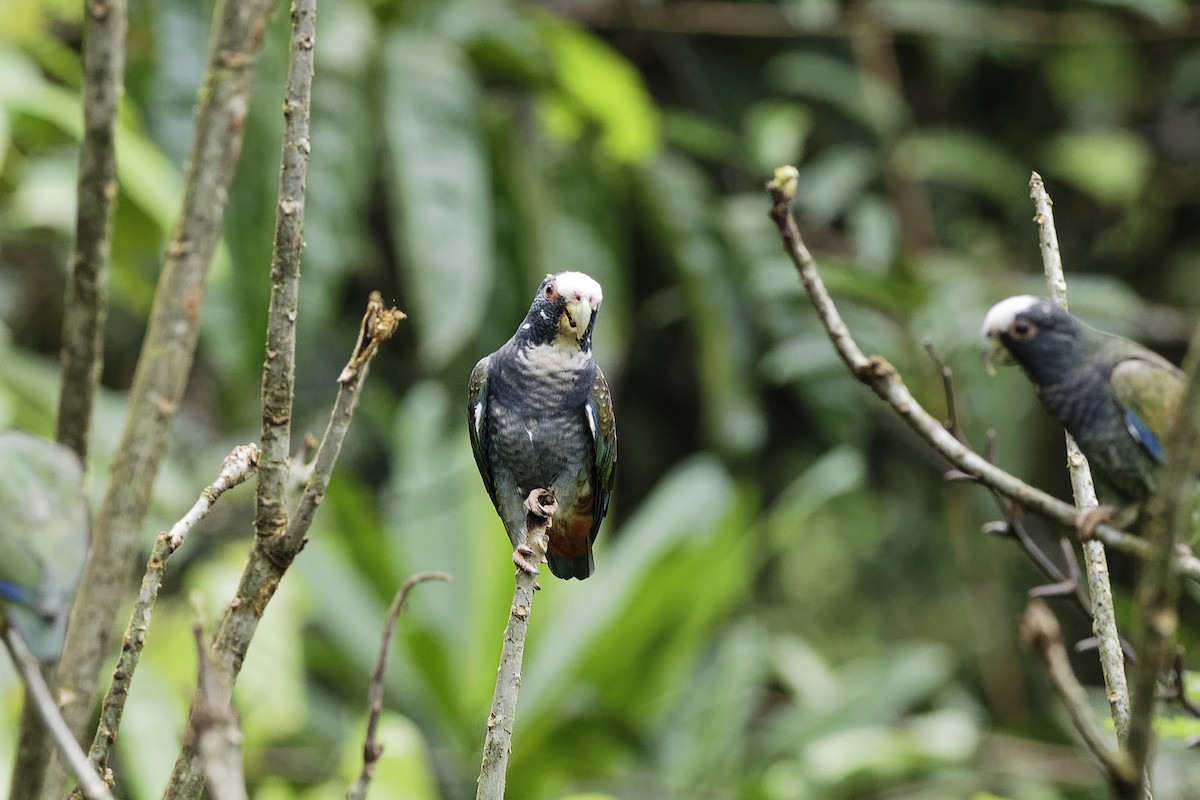 White-crowned Parrot - ML226378701