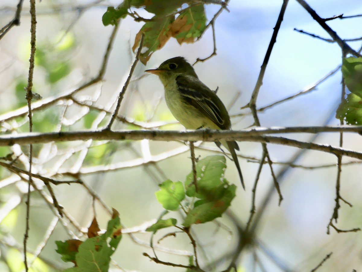 Western Flycatcher (Pacific-slope) - Barbara Coll