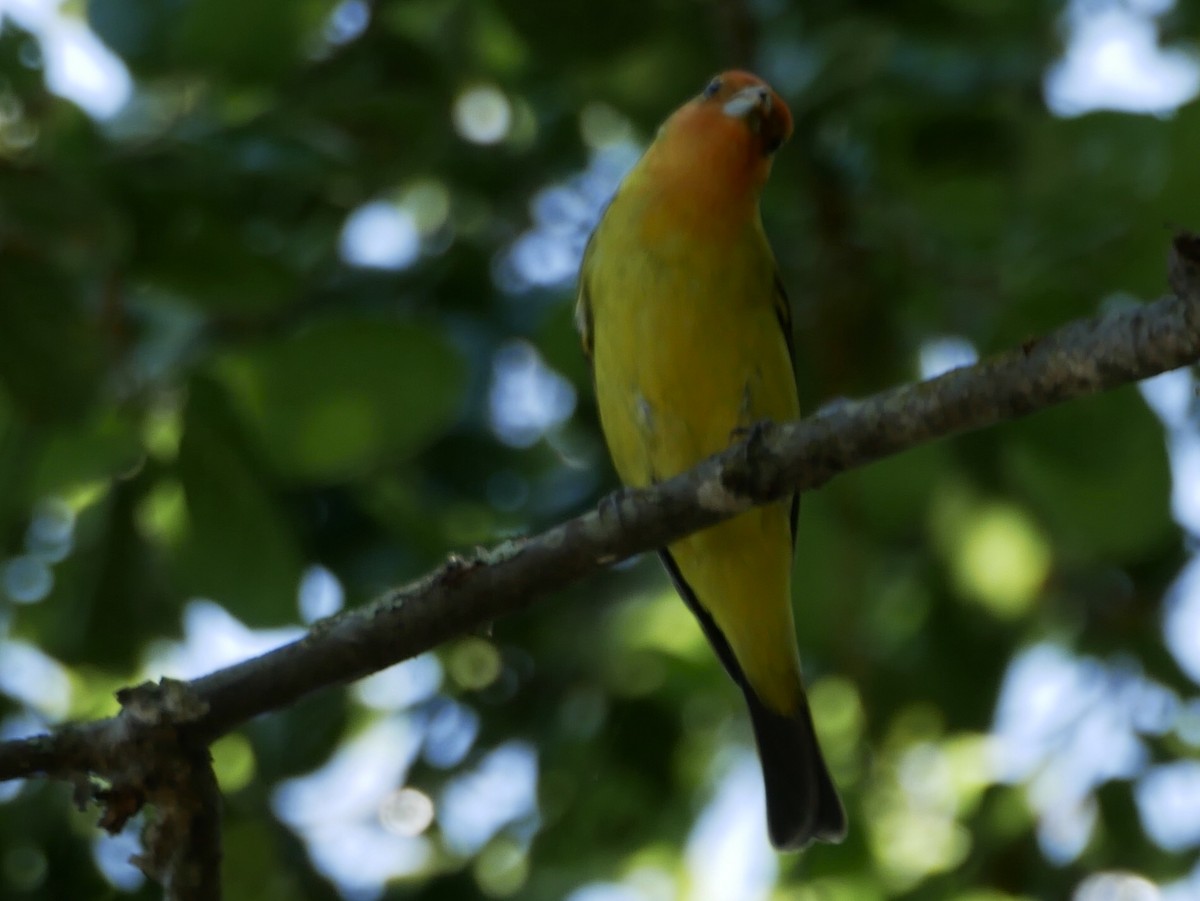 Western Tanager - Barbara Coll