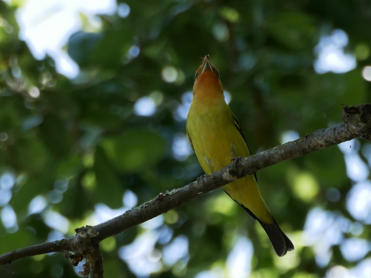Western Tanager - ML226379591