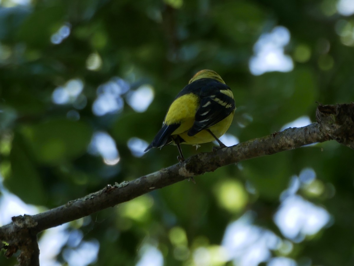 Western Tanager - ML226379611