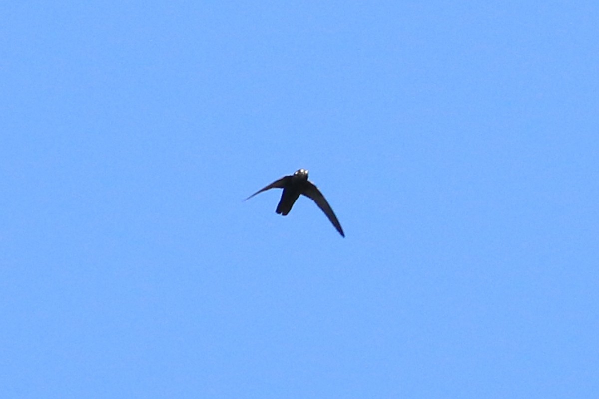 Spot-fronted Swift - ML226380541