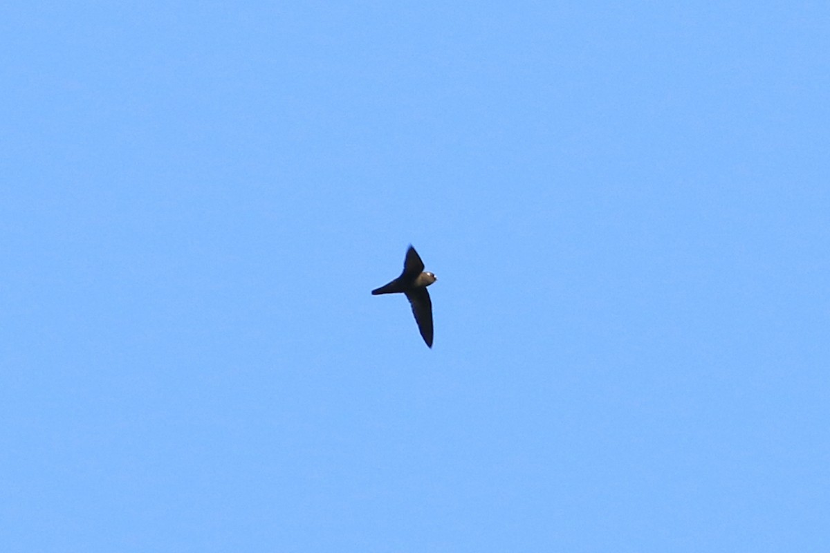 Spot-fronted Swift - ML226380561