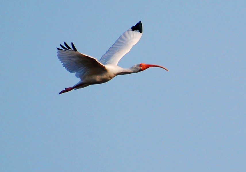 ibis bílý - ML226380721