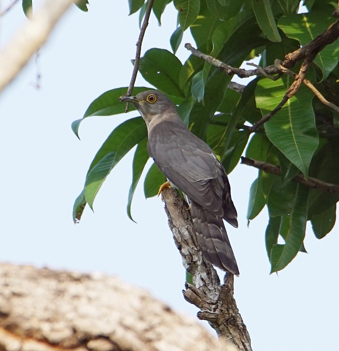 Common Hawk-Cuckoo - ML226382051