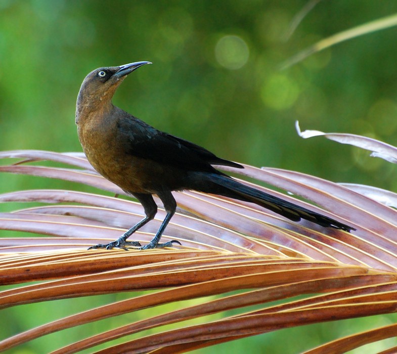 Great-tailed Grackle - ML226382551