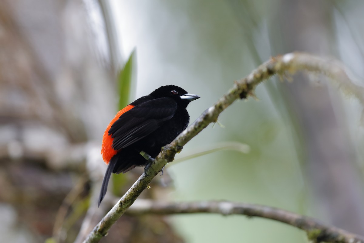 Scarlet-rumped Tanager (Cherrie's) - ML226382861