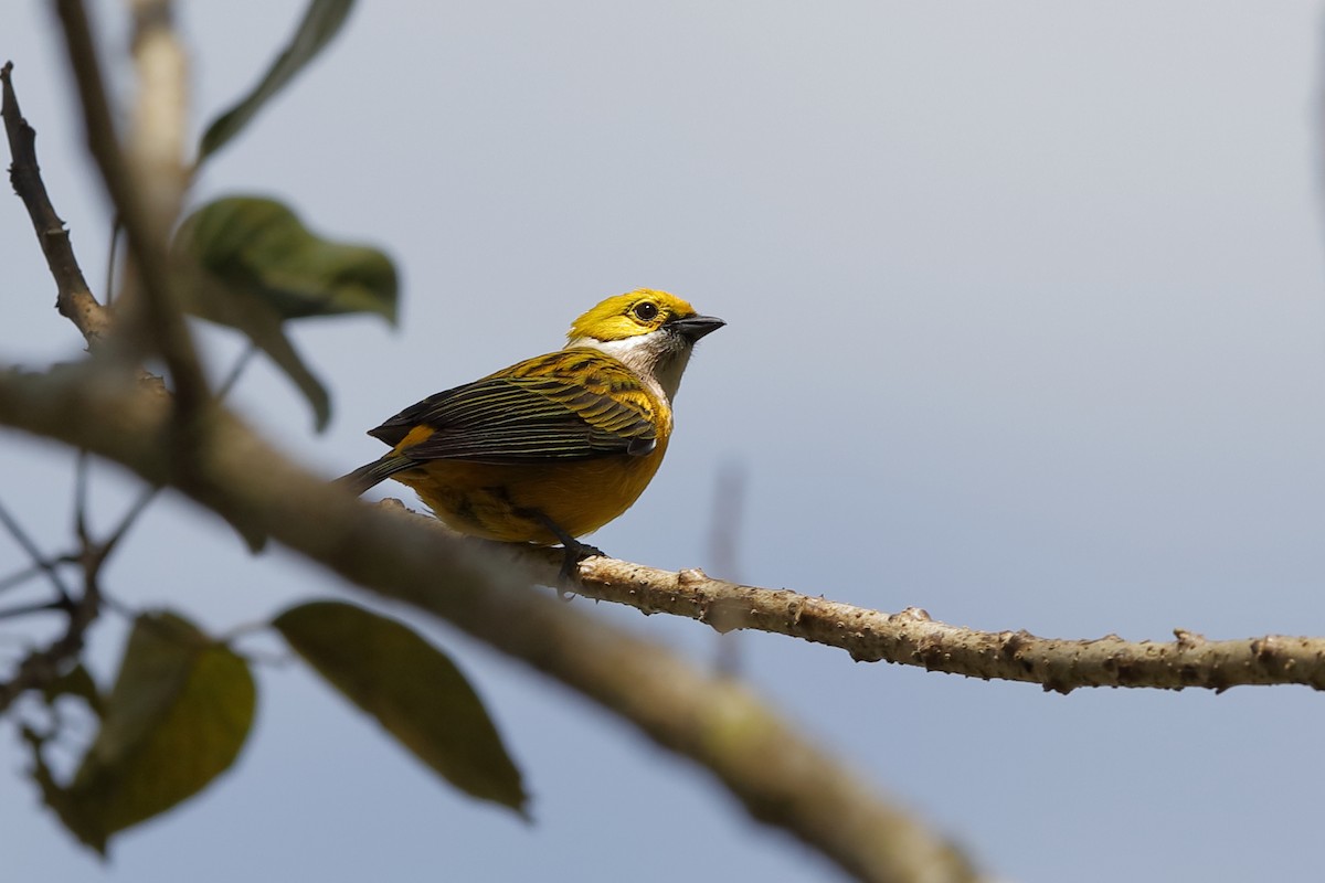 Silver-throated Tanager - ML226383331